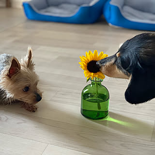 ギリギリセーフ/すぐ食べようとする麿/こどもと暮らす/シニア犬と暮らす/仕事帰りに購入...などのインテリア実例 - 2021-06-07 16:52:31