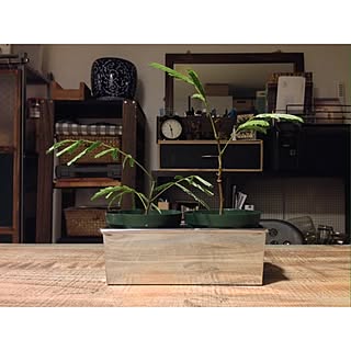 植物のある暮らし/夢の南向き/植物だらけ/観葉植物/テーブル...などのインテリア実例 - 2017-05-29 22:54:33