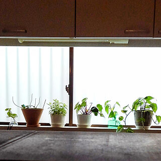 キッチン/観葉植物/グリーンのある暮らし/窓辺/窓際...などのインテリア実例 - 2020-03-14 08:04:52