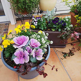 葉牡丹 ハツユキカズラのインテリア実例 Roomclip ルームクリップ