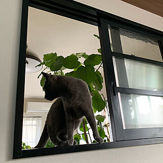猫/猫とインテリア/植物のある暮らし/ウンベラータ/室内窓...などのインテリア実例 - 2019-02-28 16:31:34