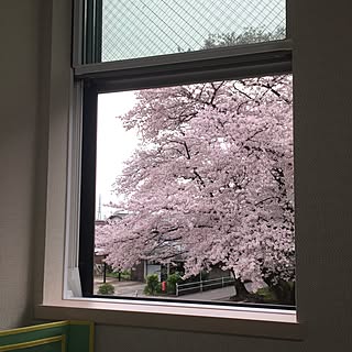 部屋全体/窓/桜/LIXIL/子供部屋...などのインテリア実例 - 2017-04-11 21:04:36