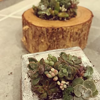 多肉植物寄せ植え/エケベリア/小人の祭り/オーロラ/ネルソル...などのインテリア実例 - 2017-07-12 21:57:28