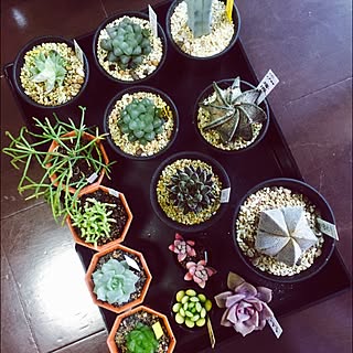 部屋全体/多肉植物/【植中毒】/モノトーンに憧れる/塩系インテリアに憧れる...などのインテリア実例 - 2016-03-18 16:44:08