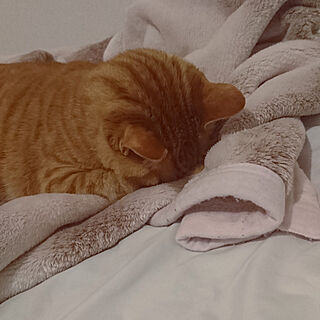 ベッド周り/猫ちゃん❤️のインテリア実例 - 2021-04-11 22:10:30