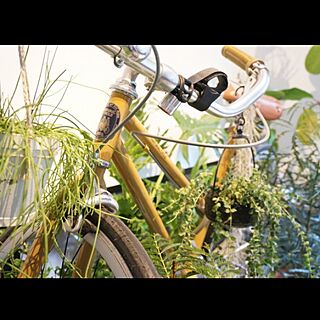 ベッド周り/観葉植物/リプサリス/自転車/インテリア化した自転車...などのインテリア実例 - 2015-11-11 22:19:10