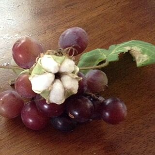 玄関/入り口/紫色になったブドウと、綿の花から、綿が！のインテリア実例 - 2013-10-04 23:34:12