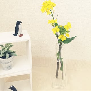 玄関/入り口/菜の花/100均/花のある暮らしのインテリア実例 - 2017-03-11 22:52:27