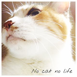 NO CAT NO LIFE/三毛猫のインテリア実例 - 2016-10-09 11:28:24