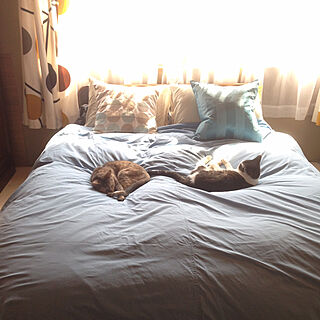 ベッド周り/クッション/猫大好き/IKEA/猫のいる暮らし...などのインテリア実例 - 2018-01-16 21:30:04