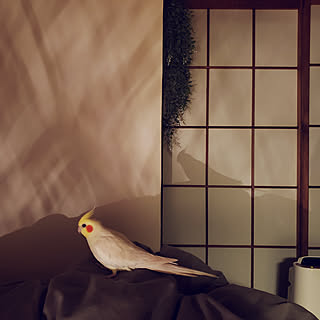 一人暮らし/障子/漆喰/オカメインコ/漆喰壁DIY...などのインテリア実例 - 2020-10-19 21:51:56