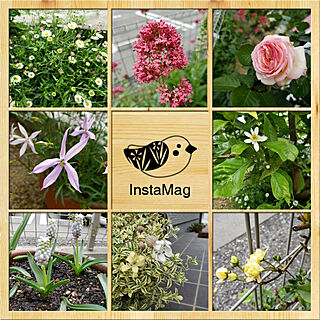 庭/お庭の花のインテリア実例 - 2020-05-08 13:10:23