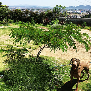 棚/パパの芝生/コツコツお庭計画/無邪気にもほどがあるイタズラ犬/南側の庭...などのインテリア実例 - 2018-05-25 17:09:37