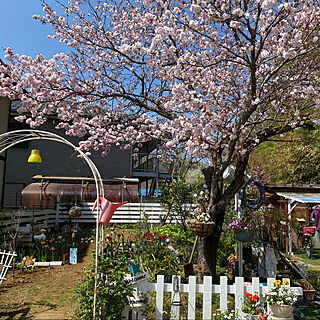 我が家の桜もやっと満開になりました♪/春だね〰(#^.^#)のインテリア実例 - 2022-04-09 11:01:51