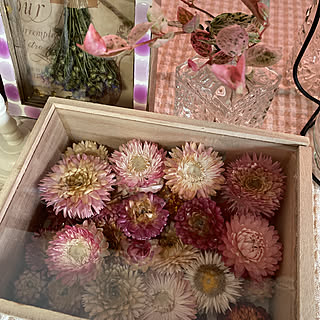 帝王貝細工 ムギワラギクのインテリア実例 Roomclip ルームクリップ