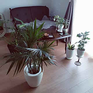 わたしの休日のすごし方/1LDK 1人暮らし/観葉植物/賃貸インテリア/カリモク　コロニアル　ソファ...などのインテリア実例 - 2023-05-26 11:04:42