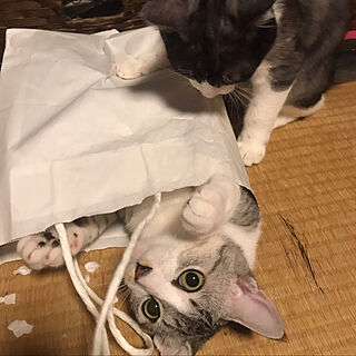 やりたい放題のにゃんず/姉の家/保護猫と暮らす/なぜ猫は紙袋に入る?？のインテリア実例 - 2020-09-27 08:54:28