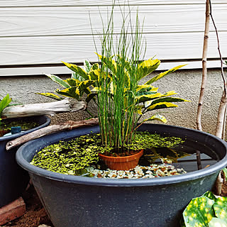 花月庵製火鉢メダカ鉢睡蓮鉢ガーデニング仙台宮城