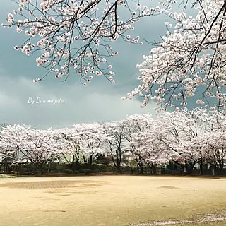 部屋全体/こんにちは⑅◡̈* ❁/とってもきれいですね〜〜/桜/いいね&フォローありがとうございます☆...などのインテリア実例 - 2017-04-15 15:53:06