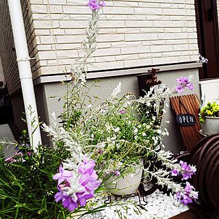 玄関/入り口/寄せ植え/紫のお花が咲きました！/植物のある暮らし/お花大好き♡...などのインテリア実例 - 2018-04-24 10:02:19