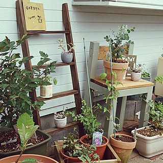 玄関/入り口/ガーデニング/多肉植物/男前もナチュラルもどっちも好き/写真へたですみません...などのインテリア実例 - 2018-05-01 10:44:01