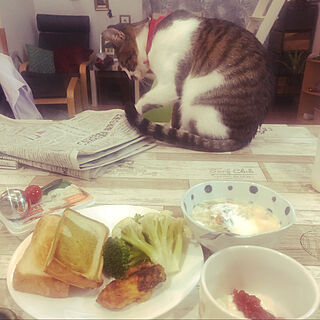 朝ごはん中の猫/食卓に乗る猫/ねこのいる風景/机のインテリア実例 - 2020-12-06 12:04:30