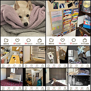 わたしの暮らしアワード/部屋全体/犬のピィちゃんのインテリア実例 - 2023-01-03 15:04:37