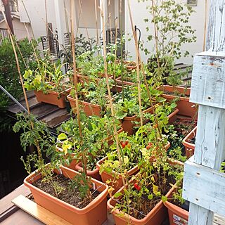 壁/天井/庭/植物/家庭菜園のインテリア実例 - 2014-06-17 12:30:23
