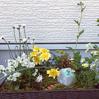 ガーデニング/花のある暮らし/ガーデン/小さなお庭♡/癒し...などのインテリア実例 - 2019-04-14 23:43:34