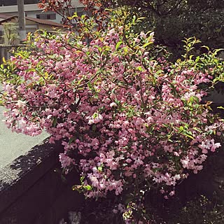 玄関/入り口/家の庭の桜が満開です(*≧∀≦*)のインテリア実例 - 2017-04-19 13:19:15