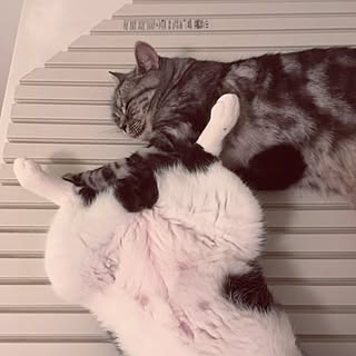 バス/トイレ/猫/ねこ/ねこ部/猫と暮らす...などのインテリア実例 - 2016-10-30 00:09:38