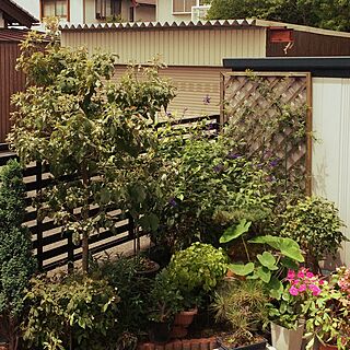 花壇を緑いっぱいにしたいのインテリア実例 - 2016-07-17 11:15:38