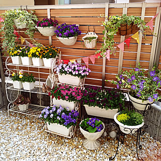 鉢植え 砂利の庭のおしゃれなアレンジ 飾り方のインテリア実例 Roomclip ルームクリップ