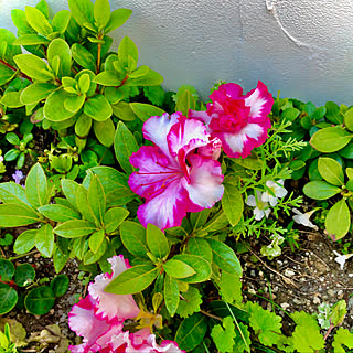 絞りの花/小さな庭/花のある暮らし/庭のある暮らし/花から元気もらう...などのインテリア実例 - 2020-04-29 20:08:44