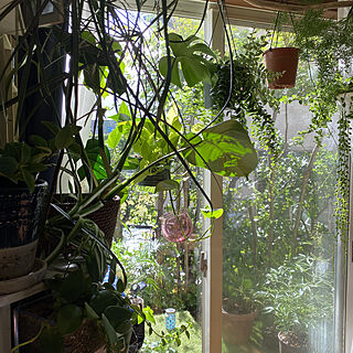 雨上がりの朝/フェイクグリーン/ジャングル化計画/ダイソーのフェイクグリーン/観葉植物...などのインテリア実例 - 2021-08-03 08:09:35