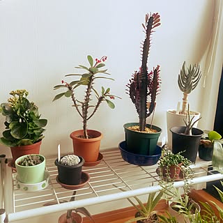 リビング/観葉植物/観葉植物のある部屋/ユーフォルビア トリゴナロイヤルレッド/クラッスラ...などのインテリア実例 - 2017-01-05 14:20:23