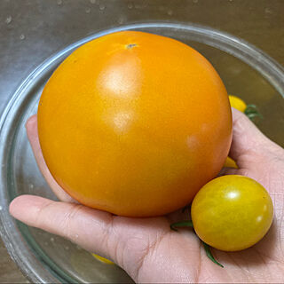 黄色ミニトマト収穫/大玉黄色トマト収穫のインテリア実例 - 2022-07-20 17:55:40