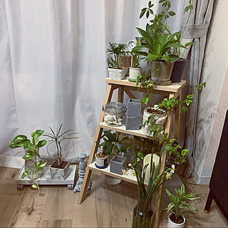 観葉植物/セリア/クリスマス/ナチュラル/無印良品...などのインテリア実例 - 2020-12-22 23:07:09