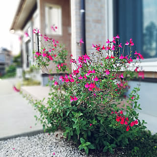 玄関/入り口/玄関横の花壇/待ち遠しい春/植物のある暮らし/ガーデニング大好き❤...などのインテリア実例 - 2020-03-07 01:18:09