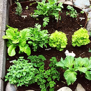 玄関/入り口/日替わり投稿企画!木曜日/植物/家庭菜園コーナー/パセリ...などのインテリア実例 - 2017-05-25 23:20:56