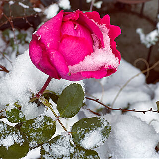 バラ/雪/お庭を楽しむ/笑顔で暮らす♡/庭...などのインテリア実例 - 2022-12-24 09:02:23