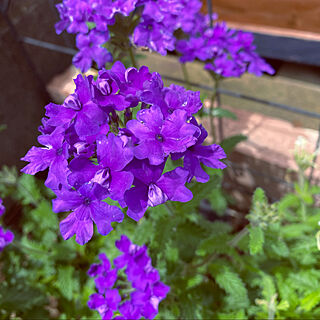バーベナ/紫/庭/花のある暮らし/玄関/入り口のインテリア実例 - 2021-05-26 13:05:48
