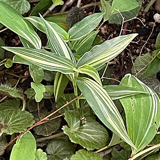 玄関/入り口/葉っぱファン/斑入りツユクサ/植物のある暮らし/夏...などのインテリア実例 - 2023-08-09 06:42:24