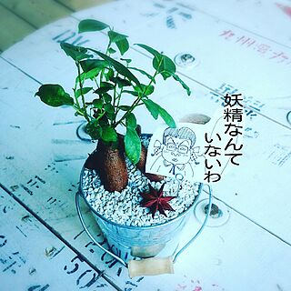 机/落書き/ホワイトインテリア/植物のインテリア実例 - 2016-08-22 07:34:48