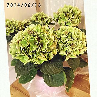 購入品♡/紫陽花/紫陽花バカ♥/ハイドランジア/まちゃみん、コロ助待ってるよー♡...などのインテリア実例 - 2014-06-16 13:12:25