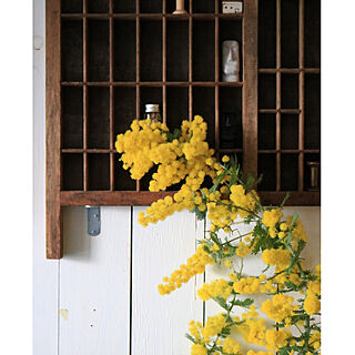 リビング/古いもの/春の訪れ/ミモザ/黄色いお花...などのインテリア実例 - 2019-03-06 15:45:15