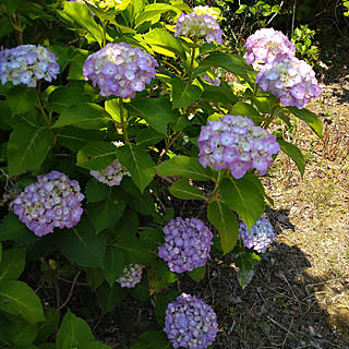 玄関/入り口/紫陽花/母屋の裏庭/下茎が木かしてる/今年は剪定できるかな?のインテリア実例 - 2021-06-10 10:27:24