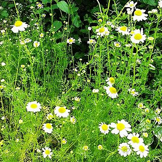 花壇 カモミールのおしゃれなインテリアコーディネート レイアウトの実例 Roomclip ルームクリップ