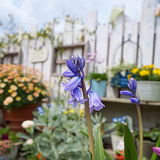 釣鐘草/フォローありがとうございます♪/花の寄せ植え/Instagram→r_6cafe/ありがとうございます(⋆ᵕᴗᵕ⋆).+*...などのインテリア実例 - 2020-04-14 19:21:30