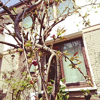 玄関/入り口/おうち花見/植物のある暮らし/季節を楽しむ暮らし/しだれ桜のインテリア実例 - 2021-03-26 15:01:50